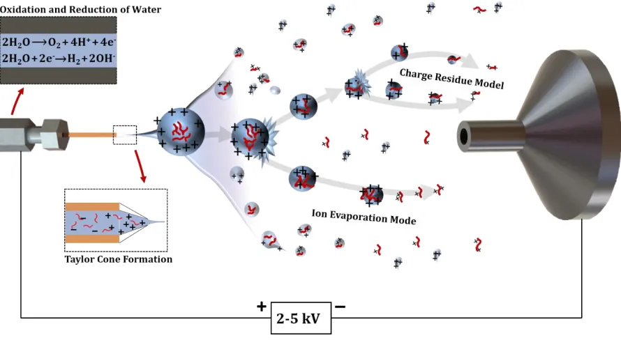 Figure 1.2. Schematic of electrospray ionization (ESI) process and the two proposed mechanisms for ion formation
