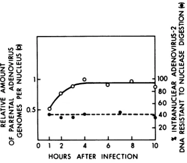 FIG. 3.methodvitro,intranuclear(B) Effect of increasing MOI on the amount of intranuclear viral DNA, virus-specific RNA synthesis in and nuclease-resistant viral DNA