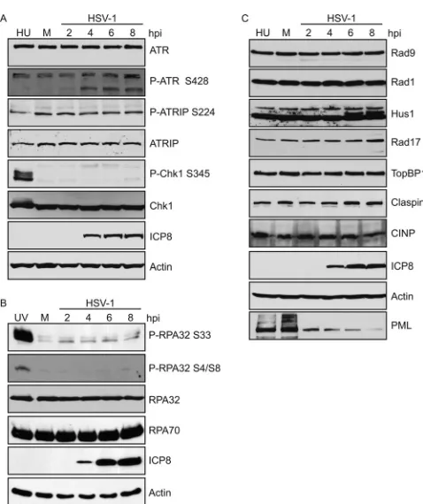 FIG 1 All ATR pathway proteins are stable during HSV-1 infection. HeLa cells
