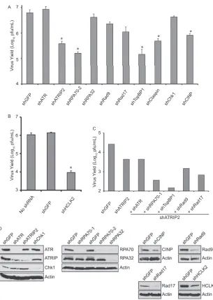 FIG 5 Several ATR pathway proteins are required for efﬁcient HSV-1 replication. (A and B) HFF-1 cells were infected with lentiviruses expressing the indicatedshRNA and selected with puromycin