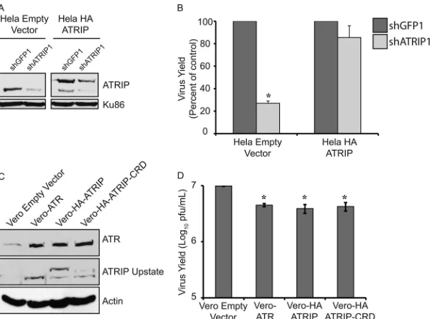 FIG 6 Overexpression of ATR or ATRIP slightly reduces HSV-1 replication. HeLa cells stably expressing either an empty vector or shRNA-resistant HA-ATRIPwere generated by retroviral infection and continuous selection in puromycin