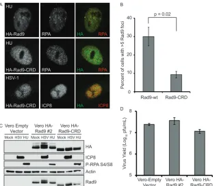 FIG 7 A Rad9 mutant that cannot bind RPA is recruited to HSV-1 replication compartments