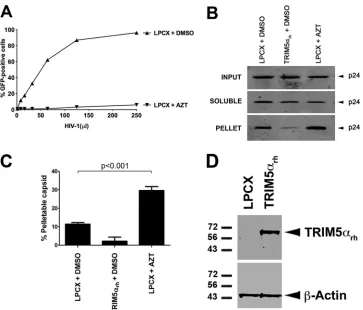 FIG 1 Effects of reverse transcriptase inhibitors on HIV-1 core stabilityamounts of HIV-1 GFP-reporter virus (800 pg/ml of p24) in the presence of AZT