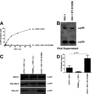 FIG 3 Thecore-stabilizingHIV-1RTmutantisresistanttothedestabilizingeffectsofTRIM5TRIM5�rh.(A)Cf2ThcellstransducedwiththeemptyvectorLPCXorexpressing�rh were challenged with the indicated HIV-1 GFP-reporter viruses normalized by ELISA against p24