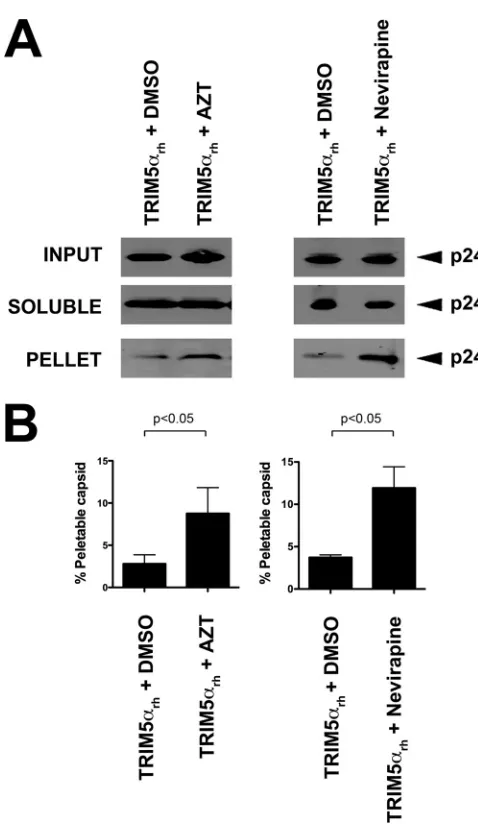 FIG 4 The use of AZT and nevirapine prevents the core-destabilizing effects ofTRIM5�rh