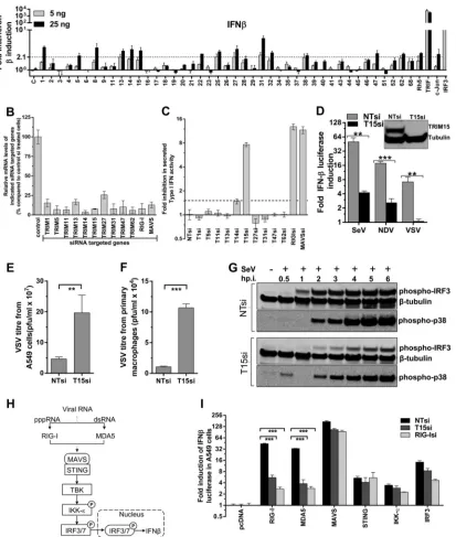 FIG 6via STING, TBK, and IKK-ε (27). Phosphorylation of signaling components are denoted by circled P