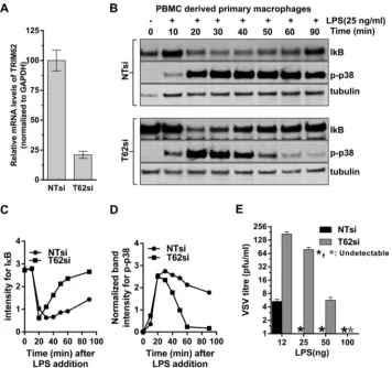 FIG 5 TRIM62 is required for TRIF signaling in primary macrophages. (A) Quantitative real-time PCR analysis of TRIM62 mRNA levels normalized to GAPDH in