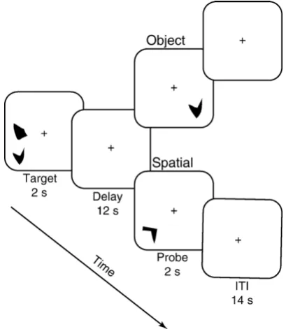 Fig. 1 –recognition task. Both object and spatial trials began with a2-s encoding period where two stimuli were presented indifferent locations on the screen, followed by a 12-s delay.During the probe period, one stimulus appeared andparticipants had to de