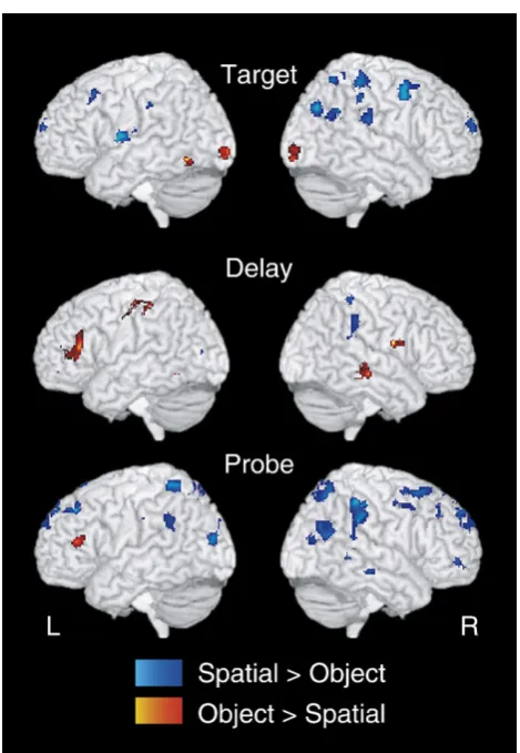 Fig. 6 – Task-specific regions generated from the contrastObject vs. Spatial for target, delay, and probe trial periods.Object-specific regions are shown in red/yellow,spatial-specific regions are shown in blue/light blue