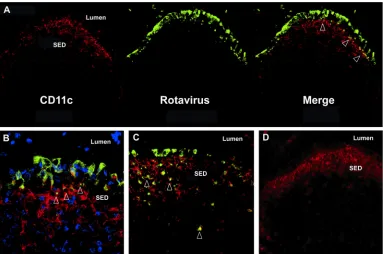 FIG 1 Rotavirus antigens are associated with follicle-associated epithelium and subepithelial dendritic cells early after viral inoculation