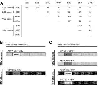 FIG 1 Design of SINV and RRV chimeras. (A) Matrix of amino acid percent identities calculated pairwise between different alphavirus E3 glycoproteins