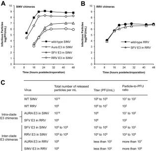 FIG 2 Infectivities of SINV and RRV chimeras. (A and B) Production of infectious virus by SINV and RRV chimeras, respectively