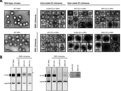 FIG 3 Characterization of released SINV and RRV chimera particles. (A) TEM images of pelleted E3 chimera particles