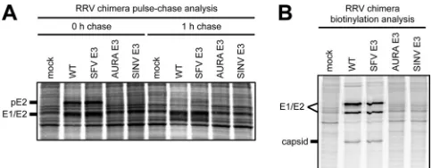 FIG 4 Intracellular and cell surface spike glycoprotein expression in cells