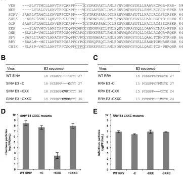 FIG 5 Characterization of the RRV and SINV E3 CXXC mutants. (A) Amino acid sequence alignments of a representative group of alphavirus E3 glycoproteins.harvested and titers were determined by a standard plaque assay procedure (The E3 CXXC motif is indicate