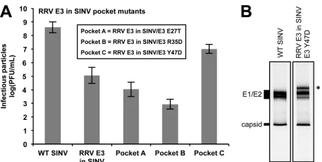 FIG 7 Characterization of RRV E3 in SINV pocket mutants. (A) Infectivities of RRV E3 in SINV pocket mutants