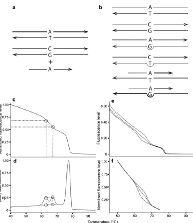 Fig. 2.2 shown as an example. a) For both methods, the locus is amplified from genomic DNA using asymmetric PCR to generate an excess of the reverse strand
