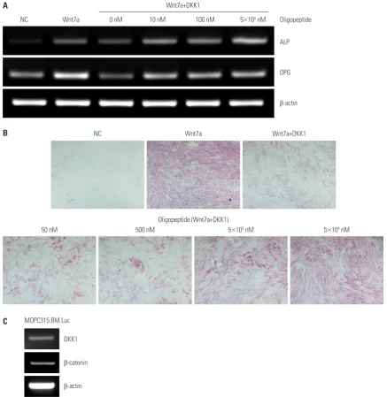 Fig. 3. Reverse transcription-PCR and Alkaline phosphatase staining assay. (A) ST2 cells were treated with Wnt7a, DKK1, and oligopeptide then the mRNA expression of both ALP and OPG assessed