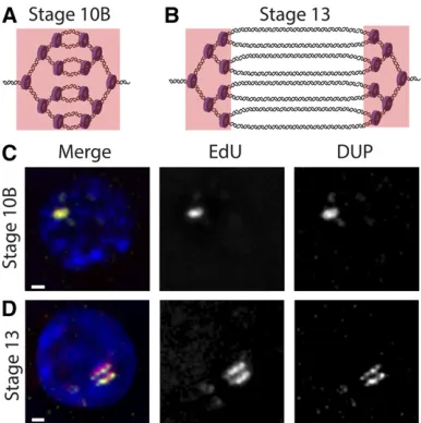 Figure 5 Visualization of replication forks during follicle cell gene ampli-of a stage 13 follicle cell nucleus depicting the localization of EdU (red),DUP (green), and DNA (blue)