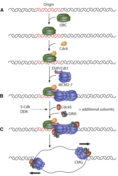 Figure 1 Stepwise assembly and activation of the CMG helicase. (A) Antion complex (ORC)