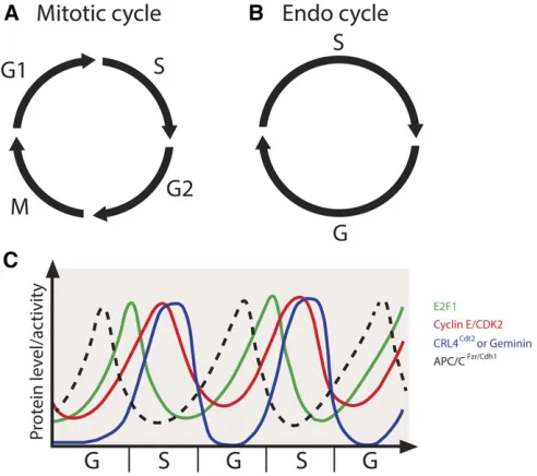 Figure 2 The oscillatory levels of key factors in endocycle maintenance.(A) The canonical mitotic cell cycle is composed of four sequential phases:G1, S, G2, and M