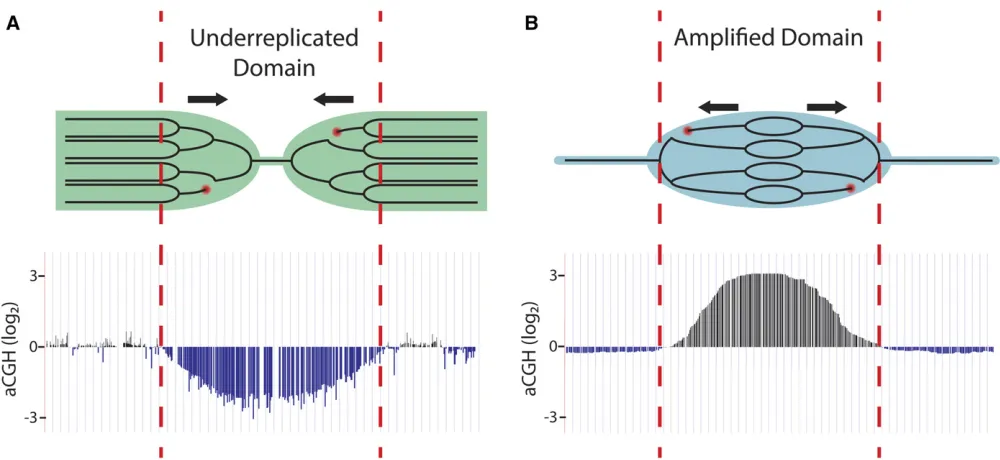 Figure 3 Differential DNA replication. (A) Underreplication results from two effects: absence of replication origins and initiation within a domainare destabilized within underreplicated regions and can lead to double-stranded DNA breaks (red circles)