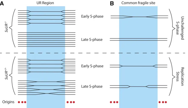 Figure 4 Underreplication as a model for humancommon chromosomal fragile sites. (A) In poly-ploid Drosophila larval tissues, underreplicated(UR) domains are largely devoid of replication ori-gins and initiation events and depend on forksemanating from outs