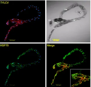 FIG 6 Colocalization of HSP70 and TYLCV in midguts of viruliferous whiteﬂies. HSP70 immunolocalization using speciﬁc ﬁrst antibody and secondaryantibody conjugated to Alexa Fluor (488 nm) (green) and TYLCV detection using a speciﬁc DNA probe conjugated to 