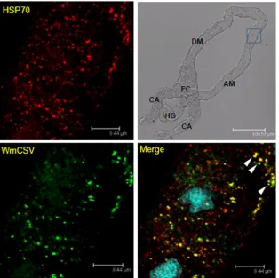 FIG 7 Colocalization of HSP70 and WmCSV in midguts of viruliferous whiteﬂies. HSP70 immunolocalization using speciﬁc ﬁrst antibody and secondaryantibody conjugated to Alexa Fluor (635 nm) (red) and WmCSV immunolocalization using speciﬁc ﬁrst antibody and s