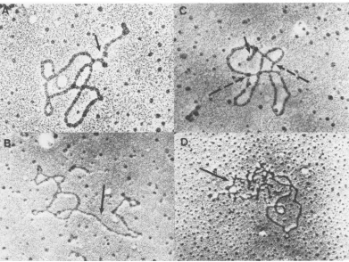 FIG.411. Electron micrographs of SV40 transcription complexes. Nuclei from SV40-infected cellswere