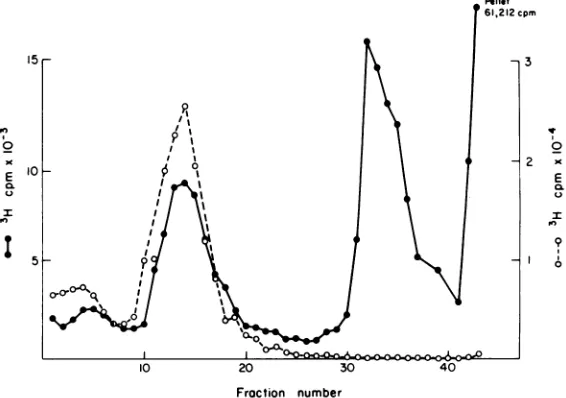 FIG.1.thethymidinein a Sucrose gradient analysis of SV40 chromatin isolated by the Triton extraction method (0) and by new method as described in the text (0)