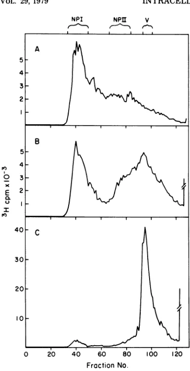 FIG. 2.postinfection.SV40gradientmethodfilessolutionorcontaininginfectedsedimentsslightlyatedbeled(37,000 (c) Five to 40%o sucrose gradient analysis of DNA protein complexes extracted by the new (see text)