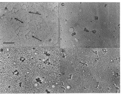 FIG. 4.intouchedwith TD Electron micrographs ofSV40NP complexes. SV40 NP complexes obtained from a sucrose gradient buffer were diluted into TD buffer (B, C) or 0.1 M Tris, pH 7.4 (A, D)