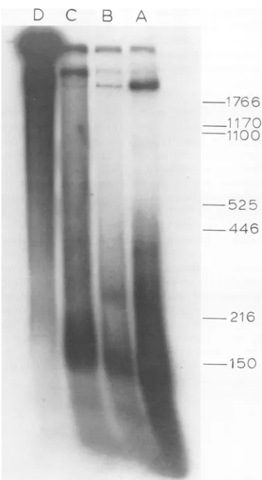 FIG. 7.complexes. Microccocal nuclease digesti 32P-labeled SV40 complexesion