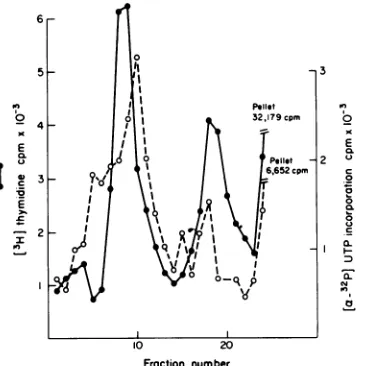 FIG. 9.potonicgradient.fromSV40mCi/mlwereDNAwithration; Analysis of nascent RNA associated with complexes