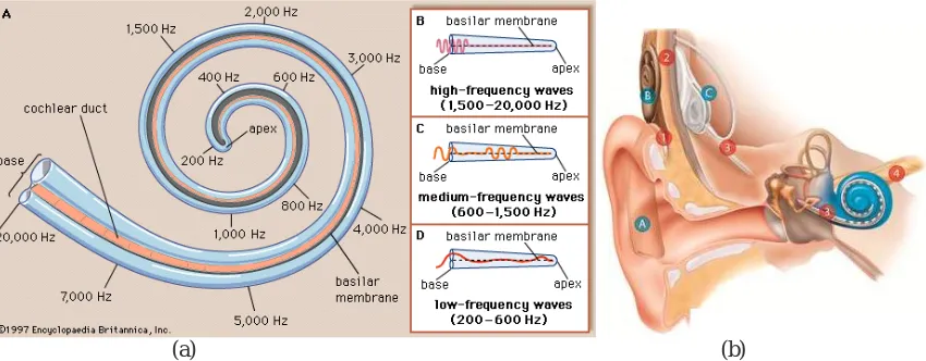 Figure 1: (a) Spatial frequency arrangement of human cochlea, (b) Cochlear Implant  