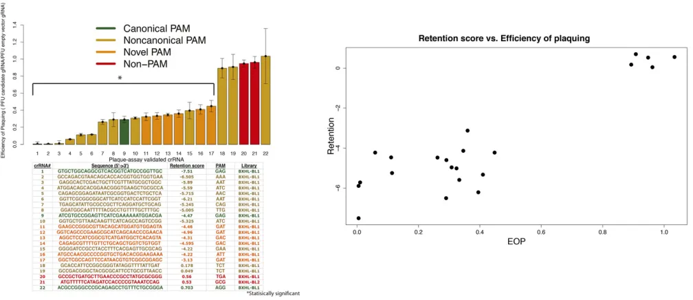 Figure 5 Plaque assay validation of Cascade type I-E crRNA assay. (A) Barplot of crRNA immunity to phage infection (efﬁciency of plaquing: EOP)