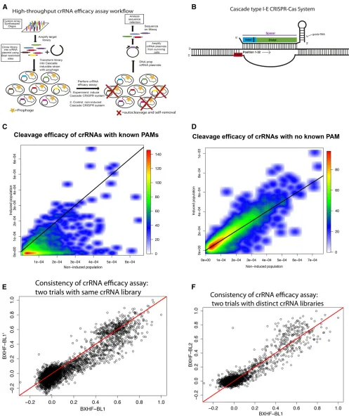 Figure 1 Cascade type I-E crRNA eftransformation of the spacer/crRNA library into a bacterial strain with an inducible Cascade CRISPR-Cas system and the target region integrated [ACT-01(Rts) strain], (4) growth assays of the bacterial library with induced 