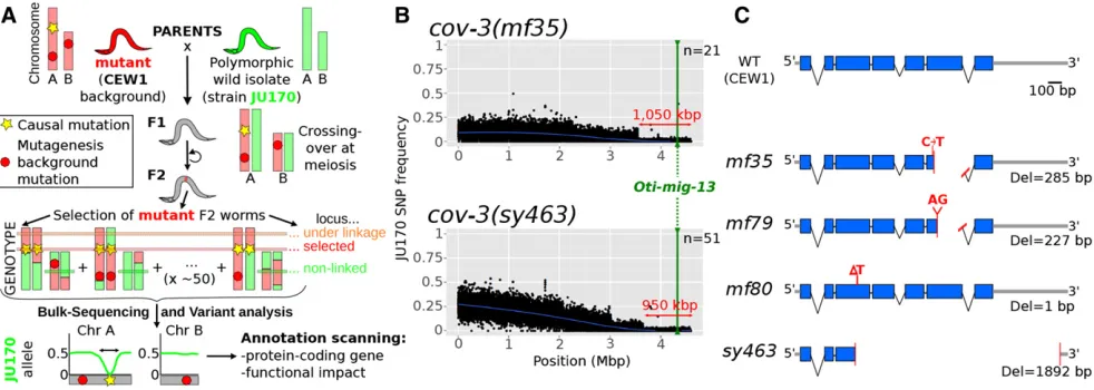 Figure 2 Mapping-by-sequencing ofmapping-by-sequencing approach, involving the wild isolate JU170 as a mapping strain and whole-genome resequencing of a bulk of mutant FOti-mig-13 O