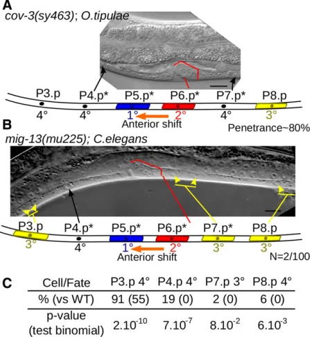 Figure 3 Conservation and evolution of MIG-13 betweenby increased frequency of 4Reduced competence of P3,4,8.p cells infrequency in a C