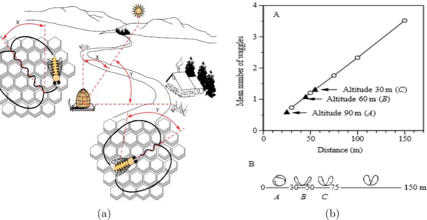 Figure 1: The waggle dance is correlated with the direction, the distance and the azimuth angle of the sunto the suitable nectar resource