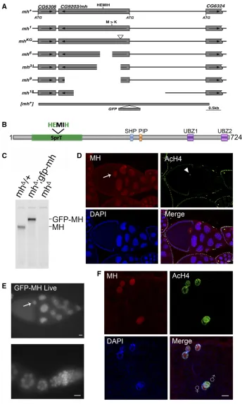 Figure 1 Thewith a thick line and the insertional position ofthe GFP tag is also indicated