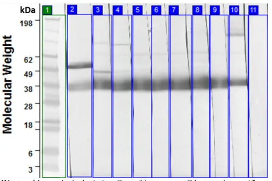Fig. 4: Western blot analysis depicting C. perfringens type C beta toxin specific protein  binding by different supernatants of hybridoma monoclonal antibodies