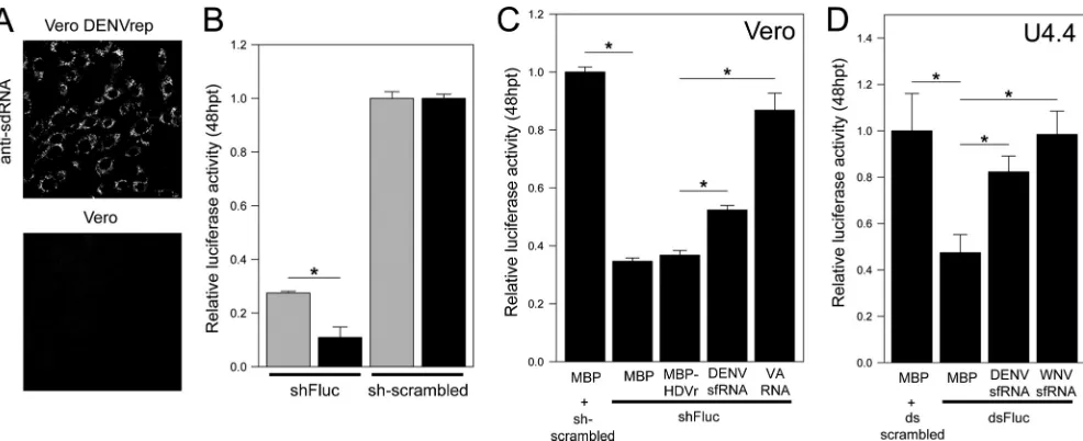 FIG 8 Suppression of RNA silencing in mammalian and mosquito cells by DENV sfRNA. (A) Viral RNA replication in Vero cells stably expressing the DENV1replicon was veriﬁed by immunoﬂuorescence using a primary J2 anti-dsRNA antibody and a corresponding rhodam