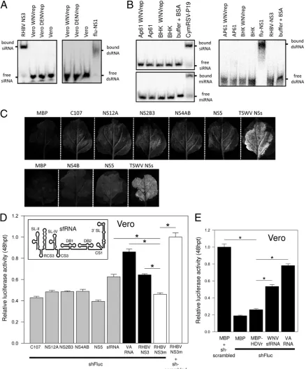 FIG 2 WNV sfRNA inhibits shRNA-induced silencing in mammalian cells. (A and B) Electromobility gel shift analysis performed by incubating cell lysates ofNS12A, NS2B3, NS4AB, and NS5) constructs, respectively