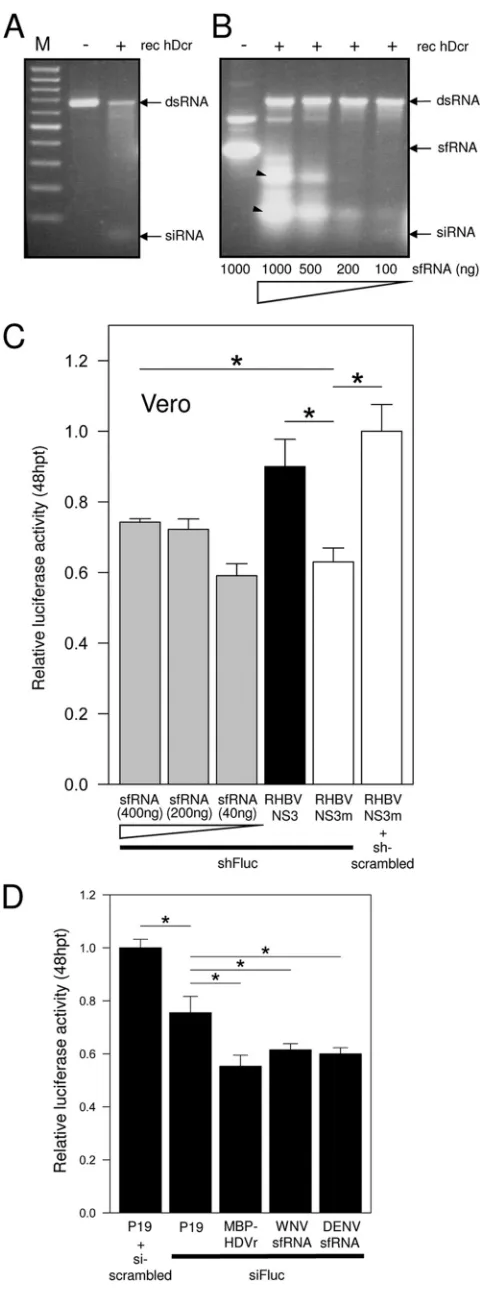 FIG 3 sfRNA interferes with Dicer cleavage of dsRNA in vitro and suppressesRNAi in a concentration-dependent manner
