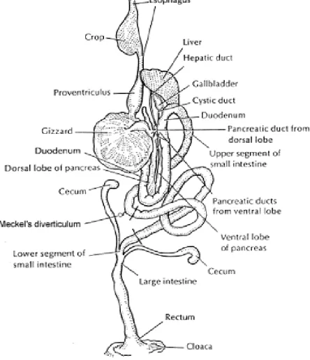 Figure 2.1: The general structure of Chickens digestive tract. 