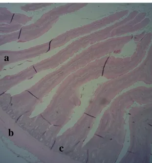 Figure 2.2: Photomicrograph of duodenum showing different layers.  