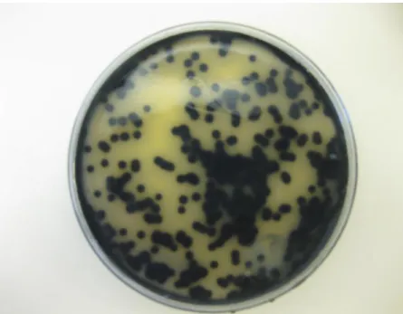 Figure  3.1:  Black  colonies  of  C.  perfringens  on  Tryptose  Sulphite  Cycloserine  (TSC) agar medium