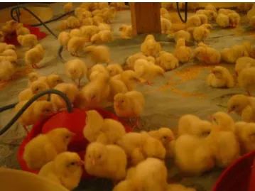 Figure  4.1:  Broiler  chickens  reared  as  single  flock  during  0-16  days  of  experiment